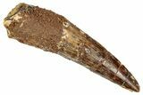 Fossil Spinosaurus Tooth - Real Dinosaur Tooth #348599-1
